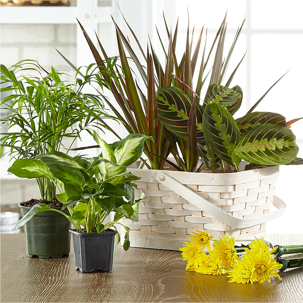 Florist Designed Blooming and Green Plants in a Basket – Hawes Florist Llc, Maynard MA
