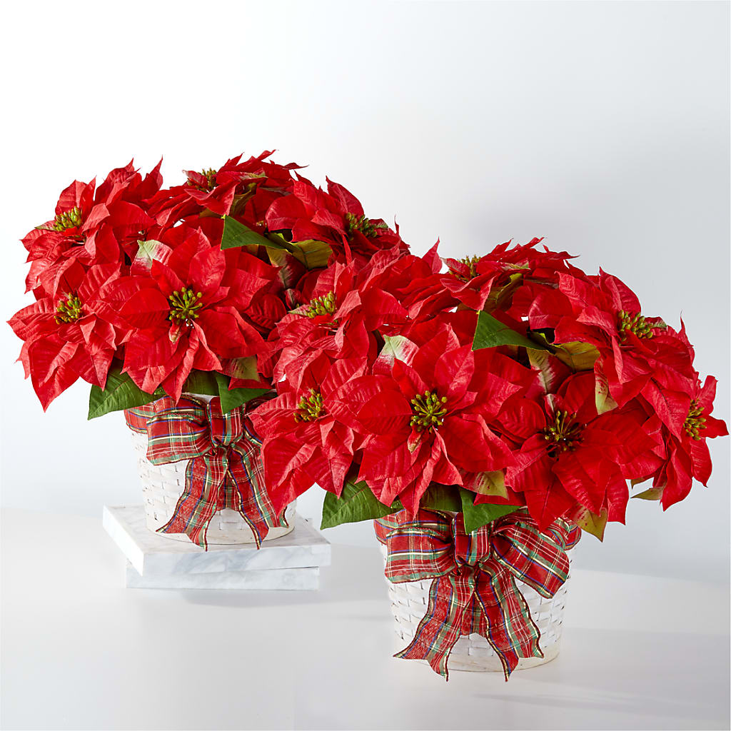 Happiest Holidays Poinsettia Bundle – Hawes Florist Llc, Maynard MA