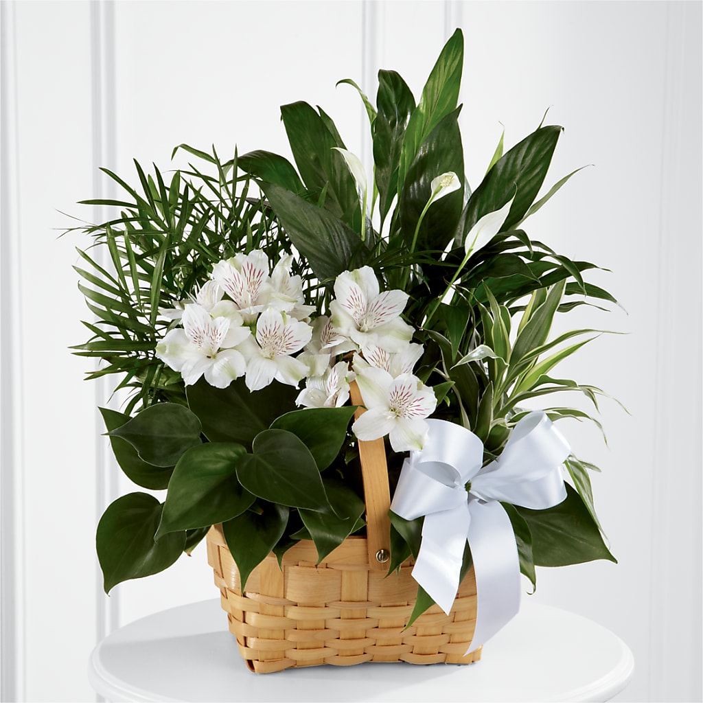 Peace & Serenity Dishgarden – Hawes Florist Llc, Maynard MA