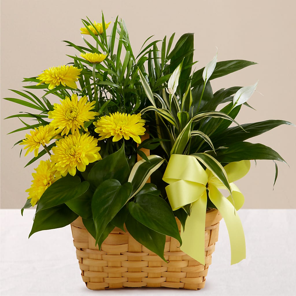 Loving Light Dishgarden – Hawes Florist Llc, Maynard MA