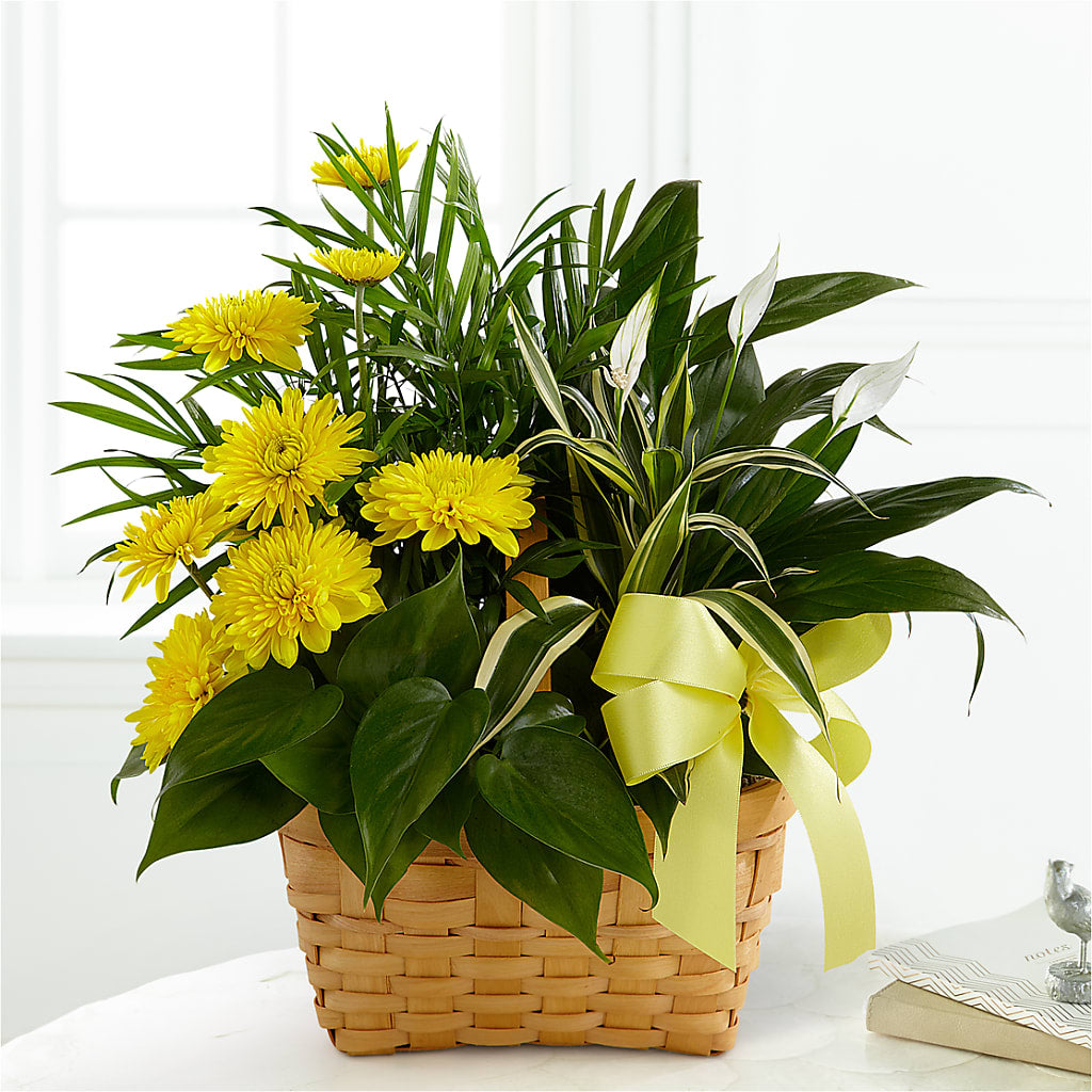 Loving Light Dishgarden – Hawes Florist Llc, Maynard MA