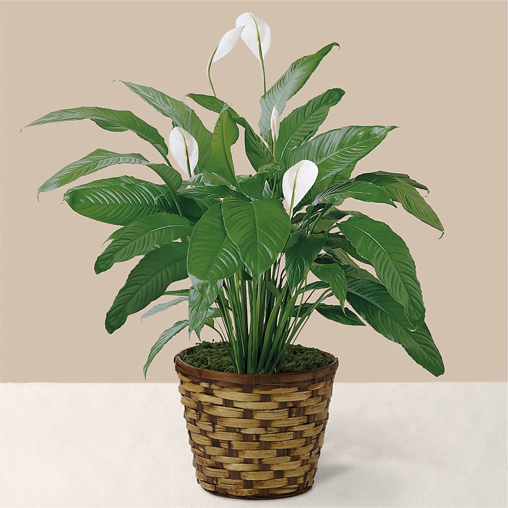 Tranquil Moments Peace Lily Plant – Hawes Florist Llc, Maynard MA