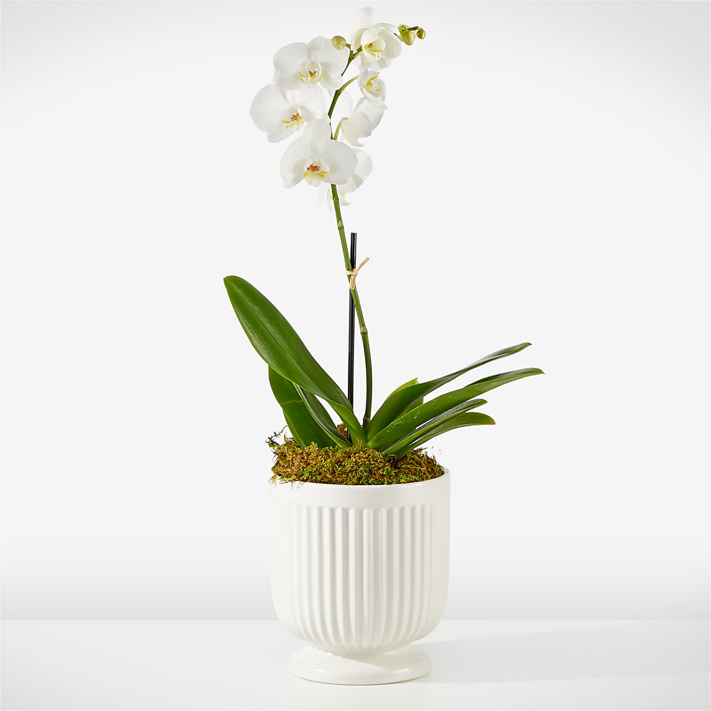 Whispering White Orchid – Hawes Florist Llc, Maynard MA