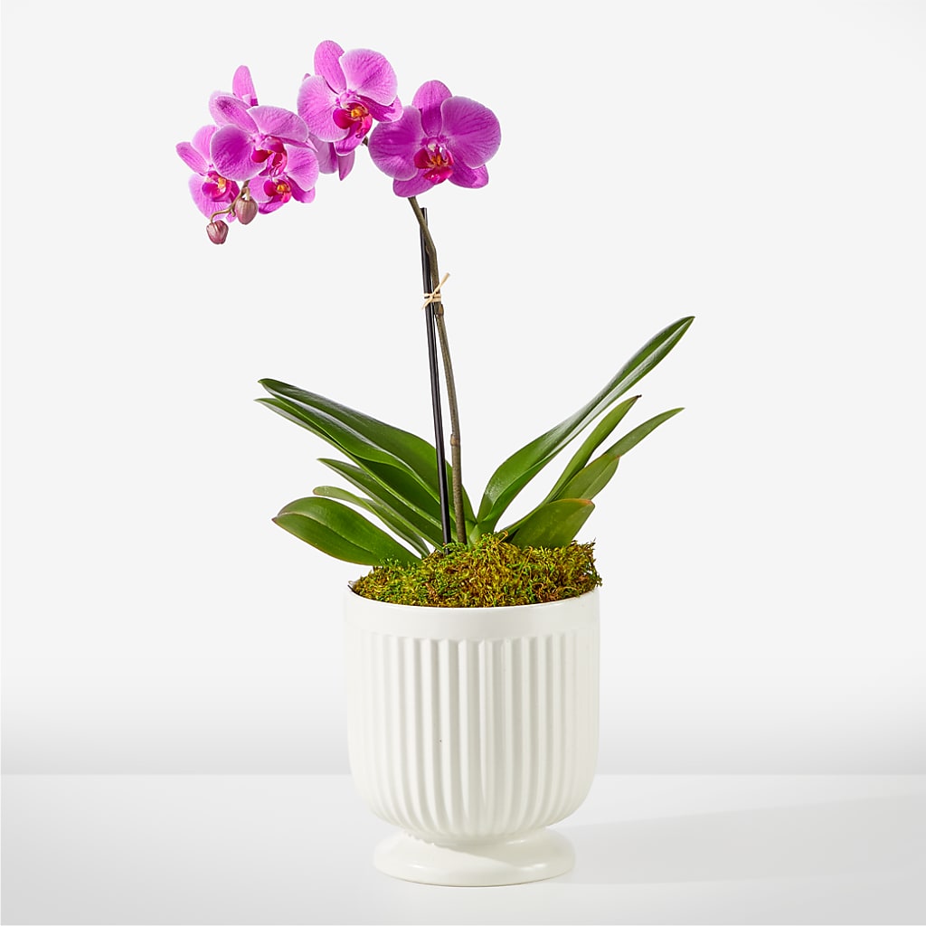 Friendly Fuchsia Orchid – Hawes Florist Llc, Maynard MA