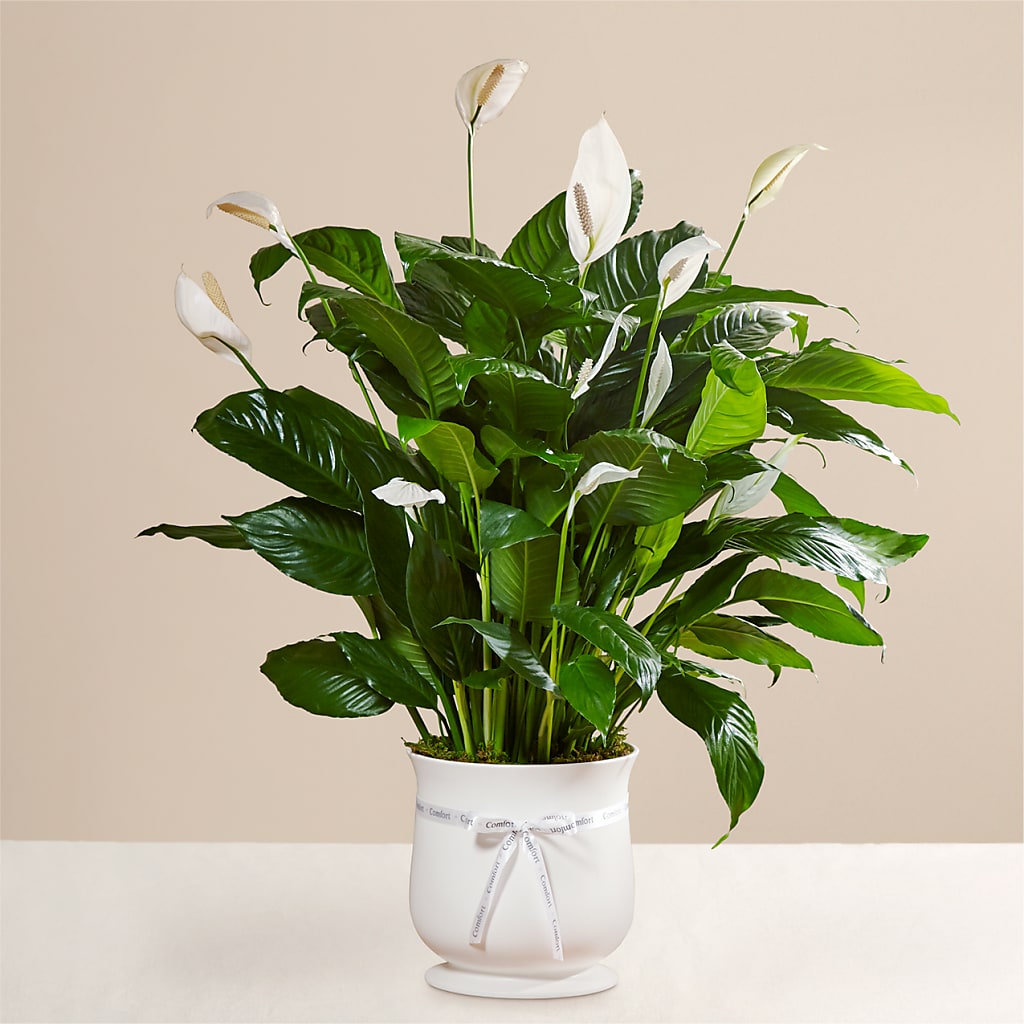 Comfort Planter – Hawes Florist Llc, Maynard MA