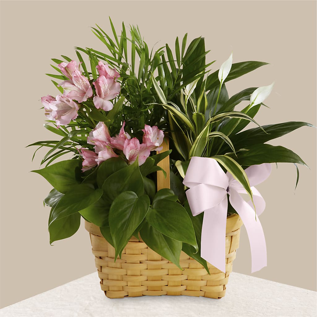Living Spirit Dishgarden – Hawes Florist Llc, Maynard MA