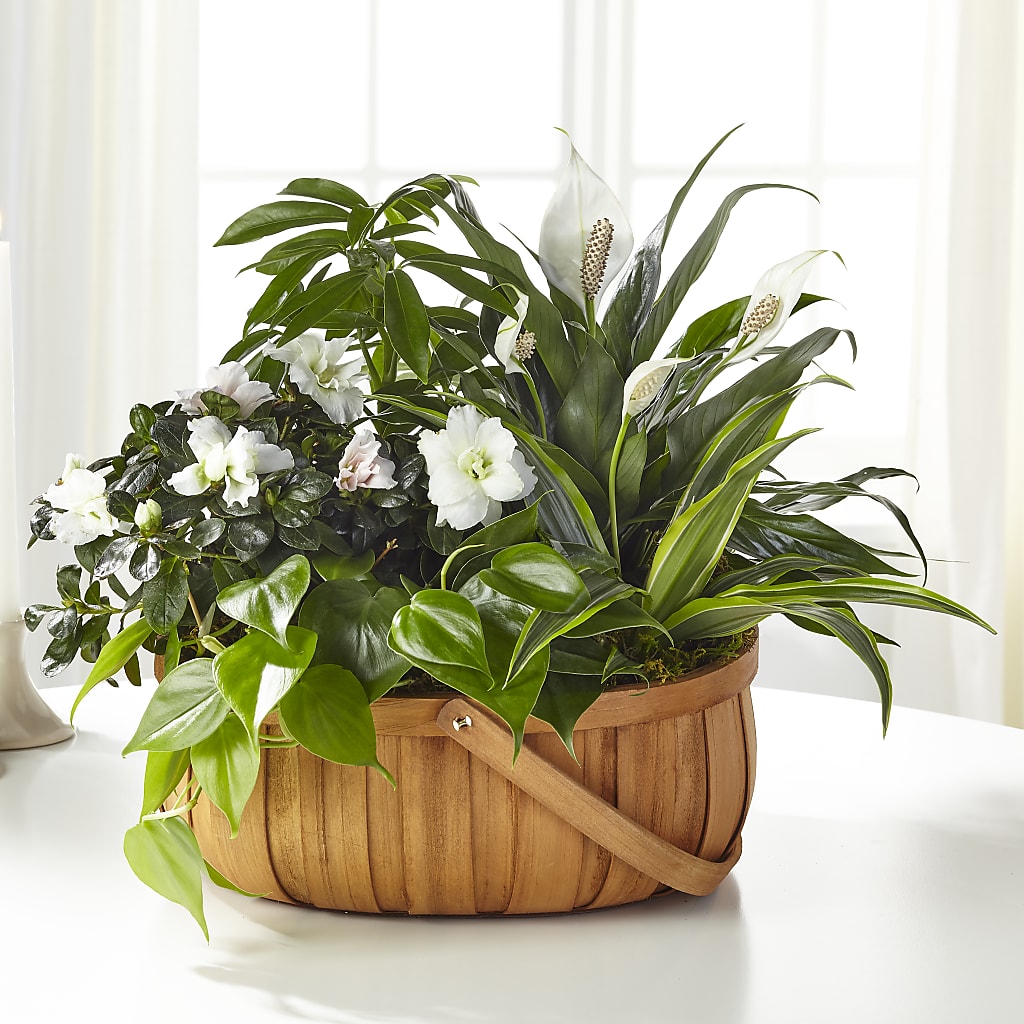 Serene Dishgarden – Hawes Florist Llc, Maynard MA