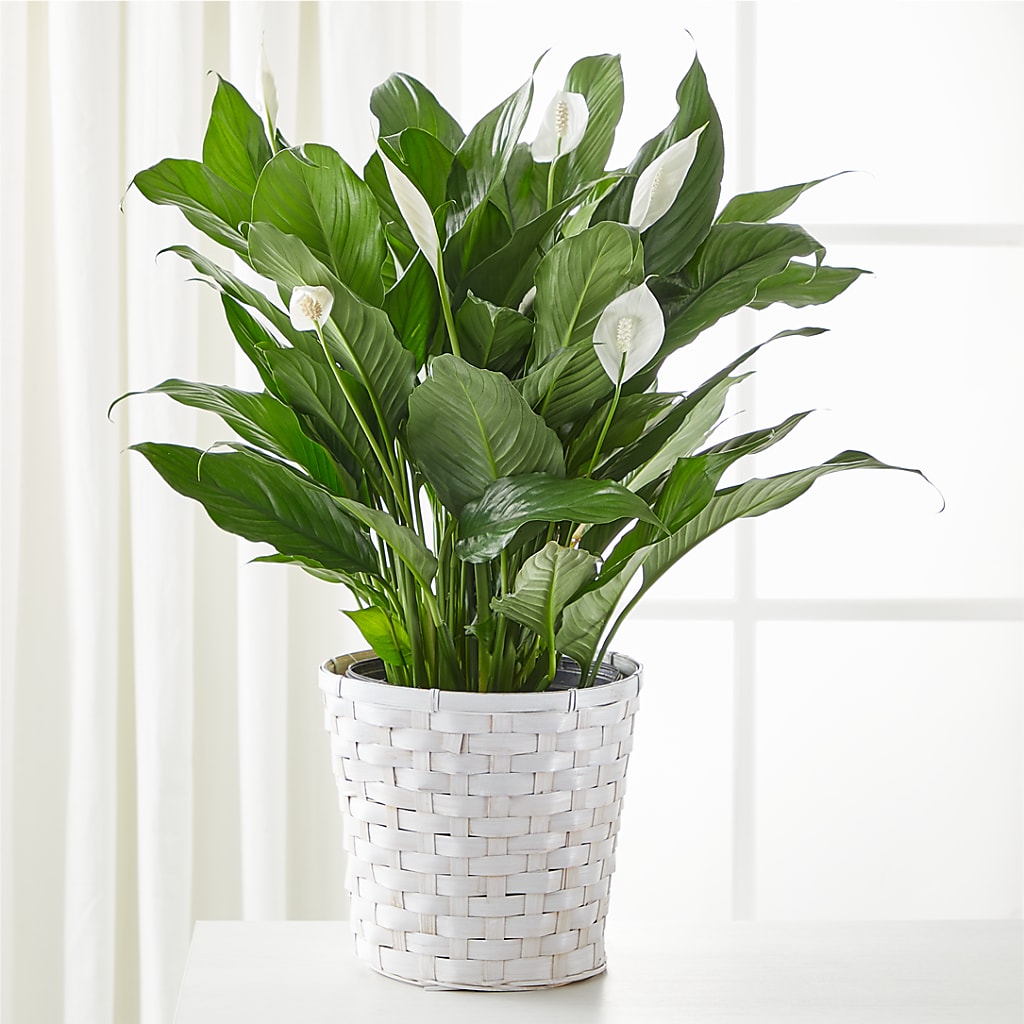 A New Leaf Peace Lily – Hawes Florist Llc, Maynard MA