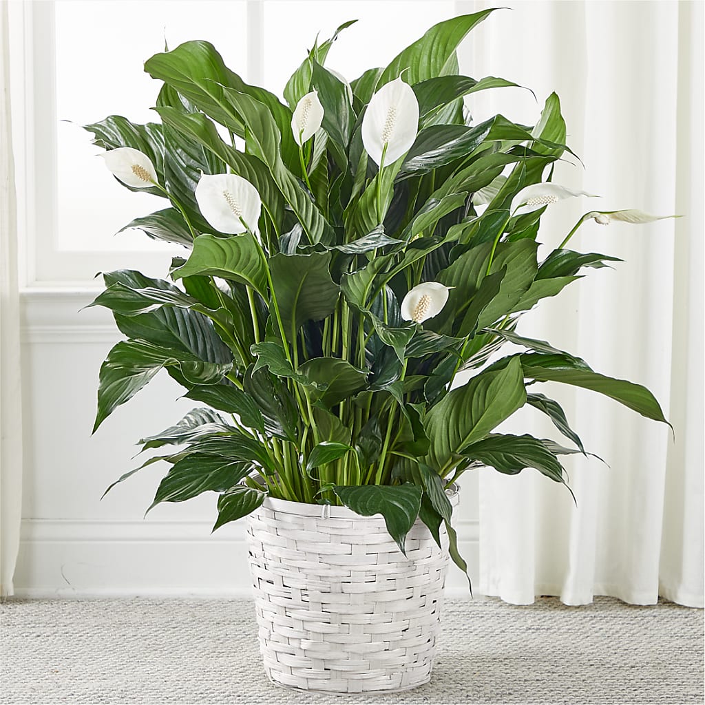 A New Leaf Peace Lily – Hawes Florist Llc, Maynard MA