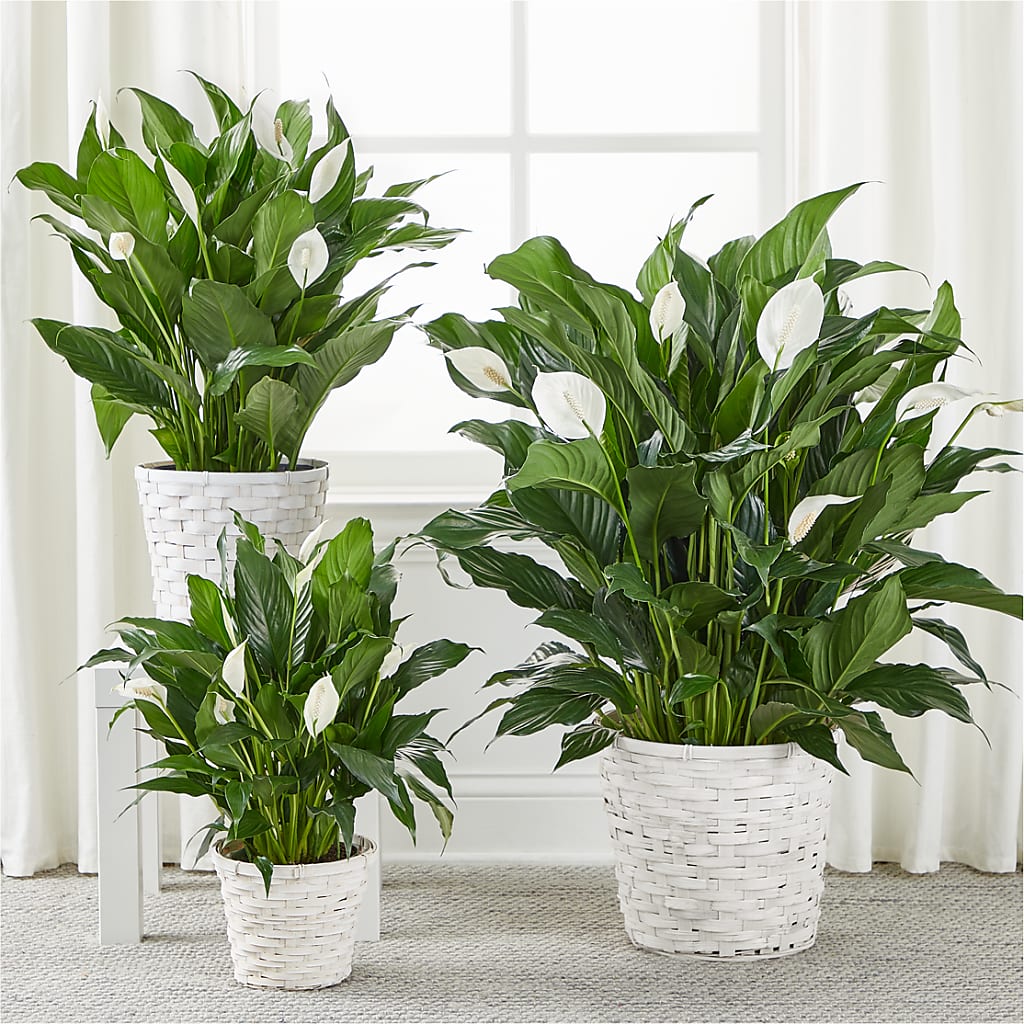 A New Leaf Peace Lily – Hawes Florist Llc, Maynard MA