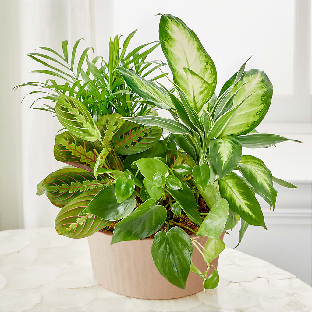 Balance & Harmony Dishgarden – Hawes Florist Llc, Maynard MA