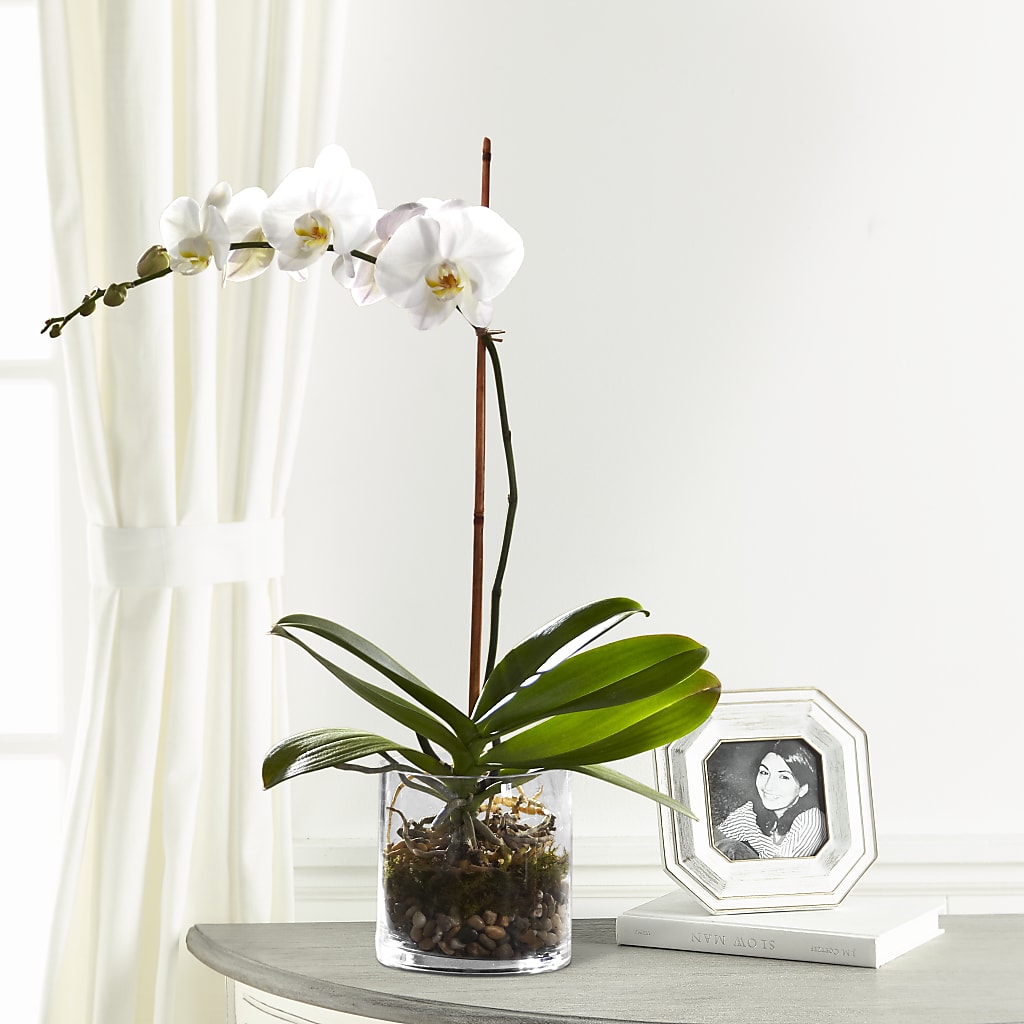 White Orchid Planter – Hawes Florist Llc, Maynard MA