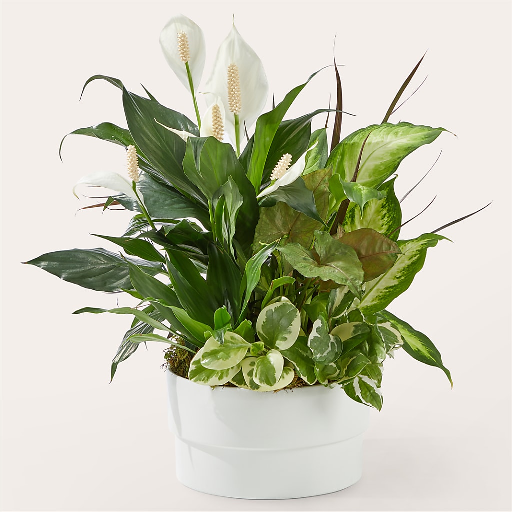 Radiating Positivity Dishgarden – Hawes Florist Llc, Maynard MA