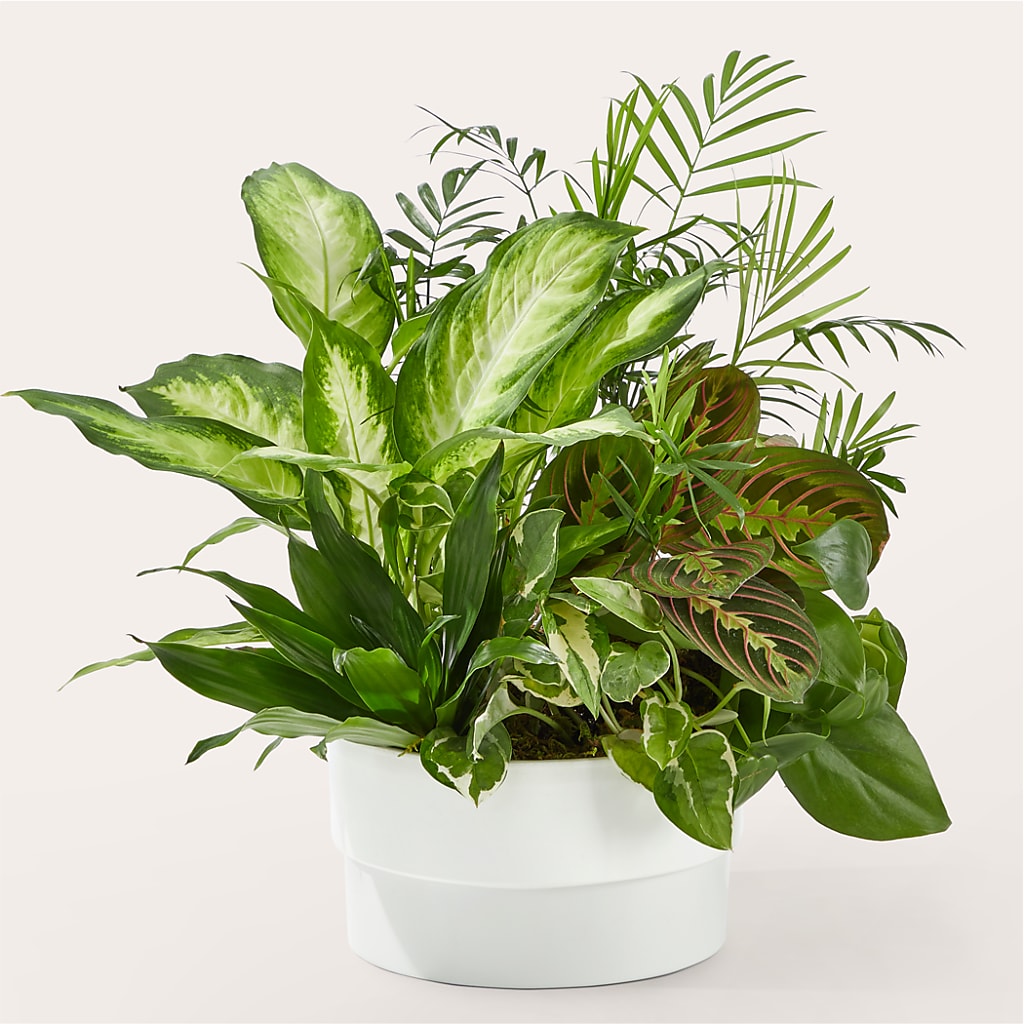 Radiating Positivity Dishgarden – Hawes Florist Llc, Maynard MA