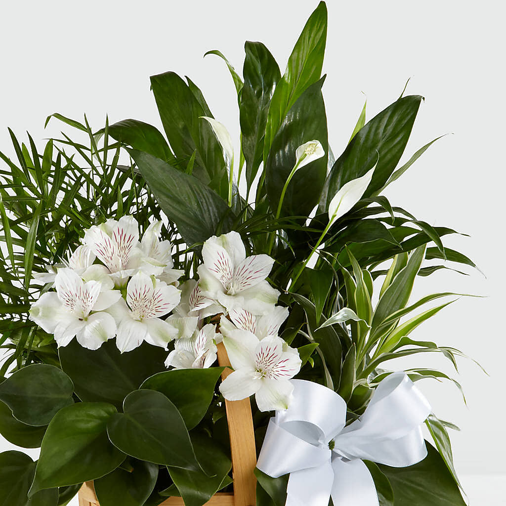 Peace & Serenity Dishgarden –  Hawes Florist Llc, Maynard MA