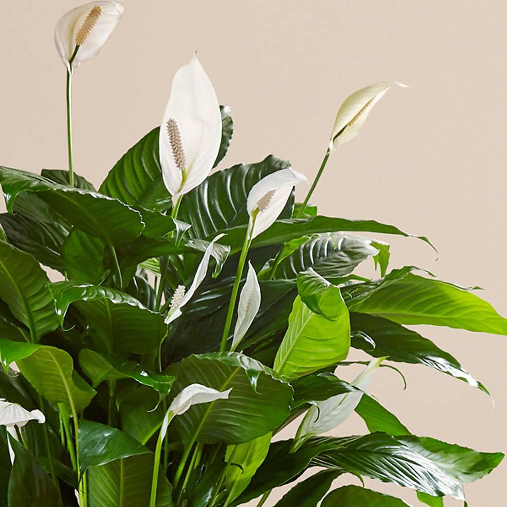 Comfort Planter –  Hawes Florist Llc, Maynard MA