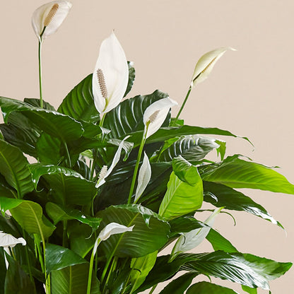 Comfort Planter –  Hawes Florist Llc, Maynard MA