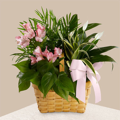 Living Spirit Dishgarden –  Hawes Florist Llc, Maynard MA