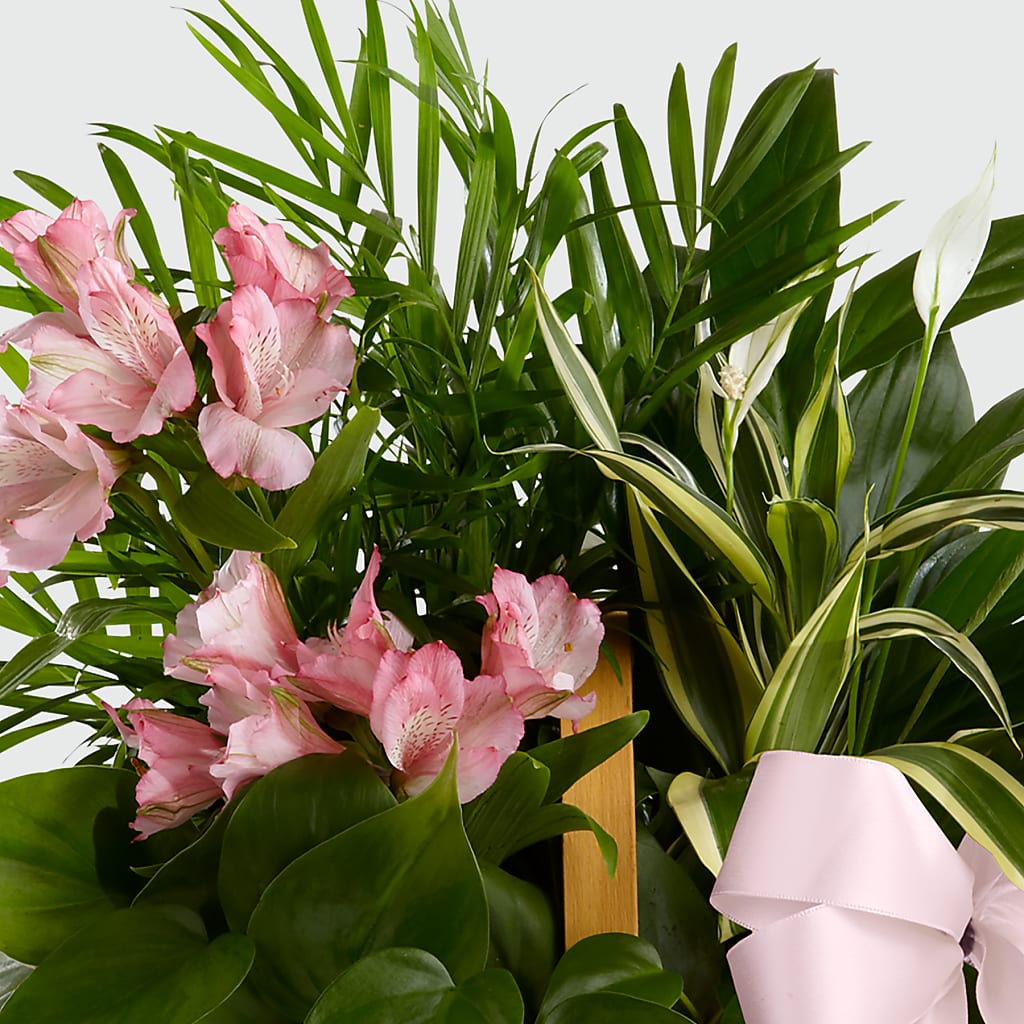 Living Spirit Dishgarden –  Hawes Florist Llc, Maynard MA