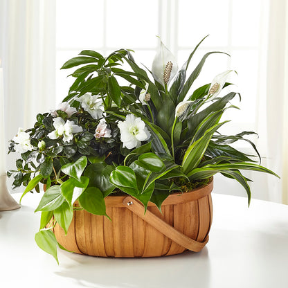 Serene Dishgarden –  Hawes Florist Llc, Maynard MA