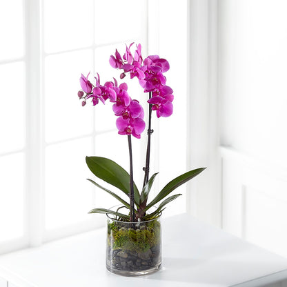 Pink Orchid Plant –  Hawes Florist Llc, Maynard MA