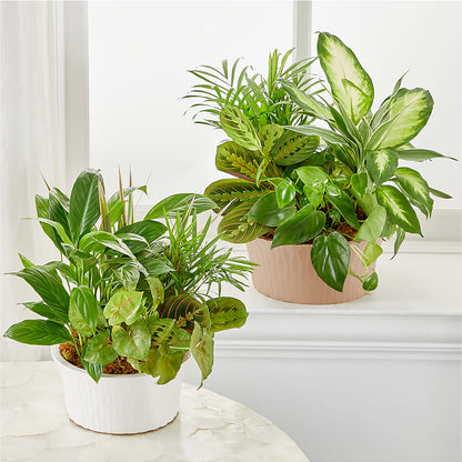 Balance & Harmony Dishgarden –  Hawes Florist Llc, Maynard MA