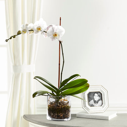 White Orchid Planter –  Hawes Florist Llc, Maynard MA
